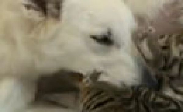 Insolite: trois bébés tigres adoptés par une chienne