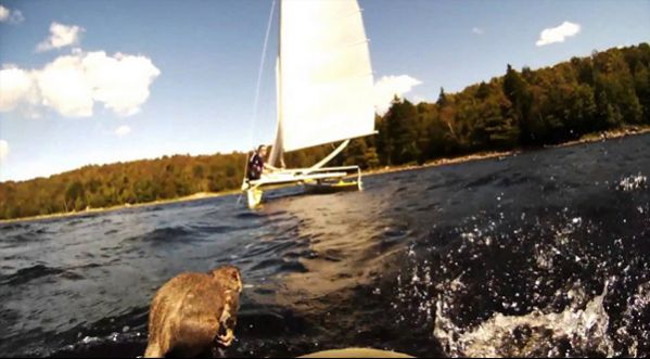 VIDEO : Deux marins sauvent un petit écureuil de la noyade