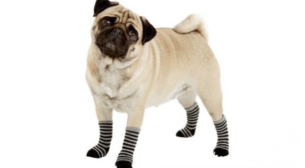 Un chien doit être opéré en urgence pour cause : on a retrouvé 43 paires de chaussettes dans son ventre !!
