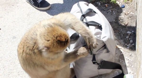 Vidéo hilarante : Un singe vole et mange le sandwich d’un touriste !