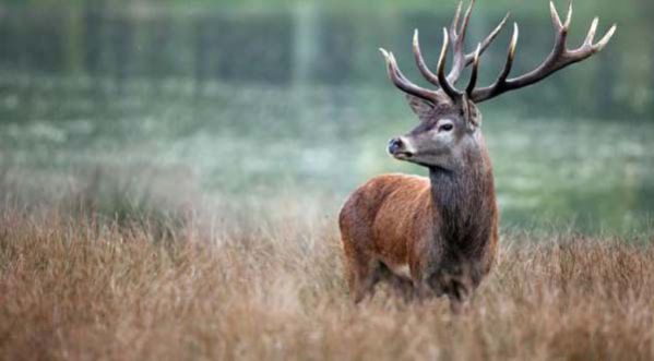 Une voiture renverse un cerf !