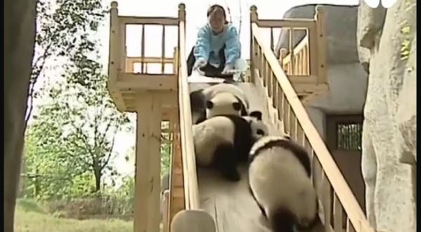 Meilleur job du monde: En Chine, on vous propose de travailler à temps plein avec des pandas!