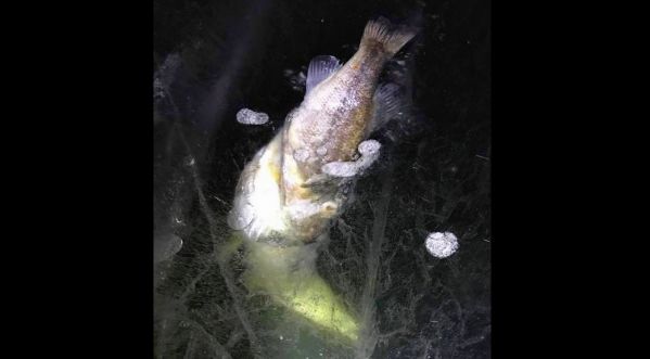 Deux pêcheurs ont fait le buzz avec une photo d’un poisson congelé mangeant un autre !