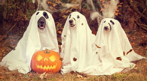 5 idées pour préparer Halloween avec ses enfants