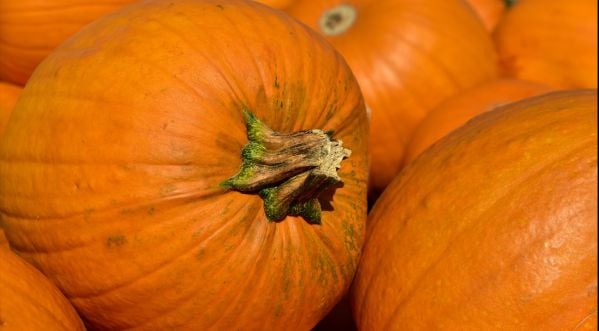 Halloween : L’horticulteur a-t-il battu son record de la plus grosse citrouille (450 kg) ?