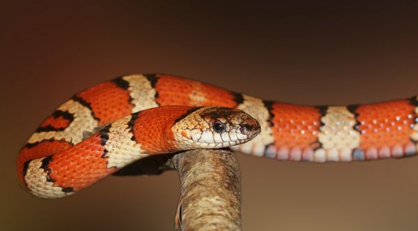 Halloween : ce serpent est prêt pour faire la fête !