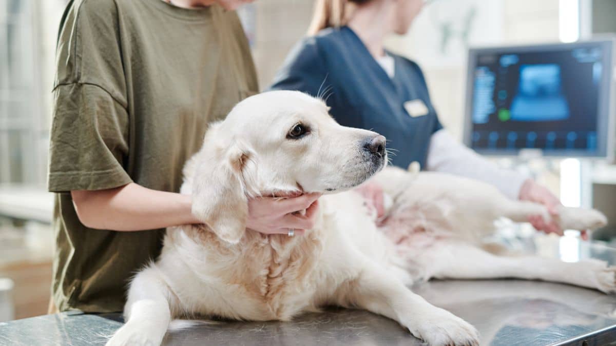 Un vétérinaire découvre une chose hallucinante dans le ventre de ce chien malade !