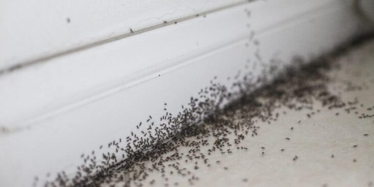 Éliminer toutes les fourmis de votre maison sans produits chimiques