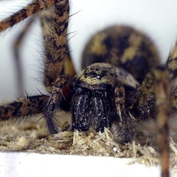 Ces araignées géantes envahissent cette grande ville, c'est la panique générale