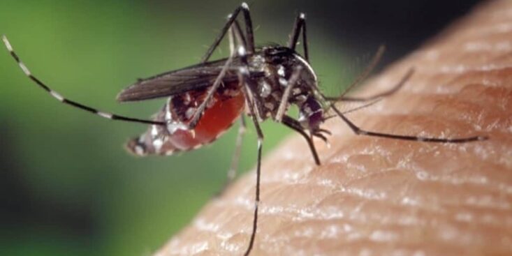 L'astuce géniale pour éliminer les moustiques sans insecticide