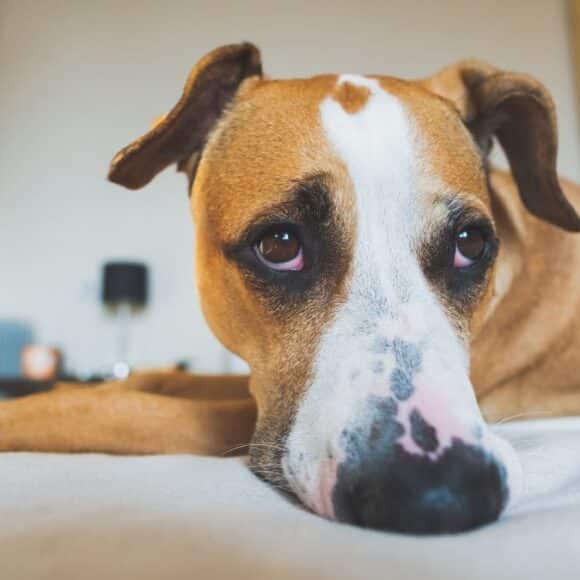 Combien de temps peut-on laisser son chien seul selon un vétérinaire ?