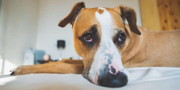 Combien de temps peut-on laisser son chien seul selon un vétérinaire ?