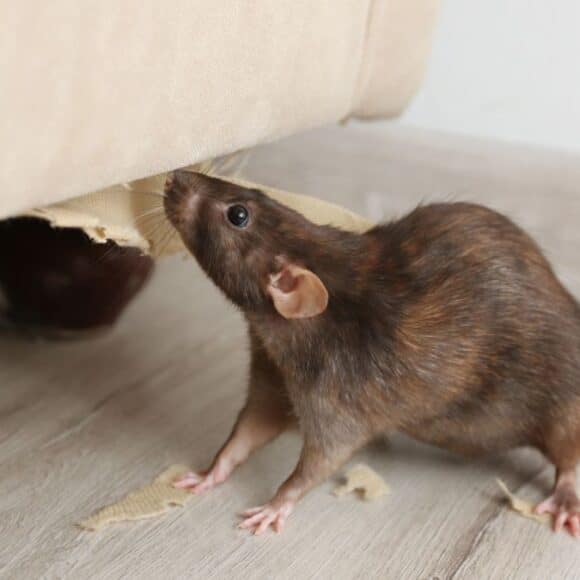 Dites adieu aux rats chez vous grâce ce répulsif maison