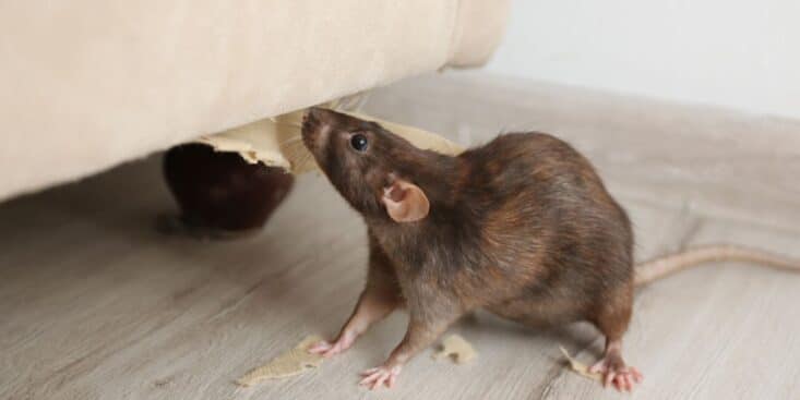 Dites adieu aux rats chez vous grâce ce répulsif maison