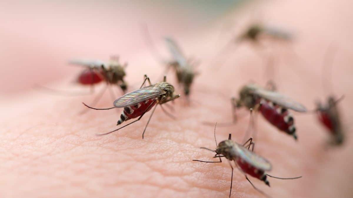Les groupes sanguins qui attirent le plus les moustiques
