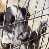 Un refuge SPA révèle les pires excuses pour abandonner son animal