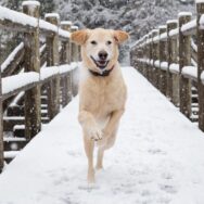 La meilleure technique pour protéger les pattes de votre chien de la neige ou du verglas