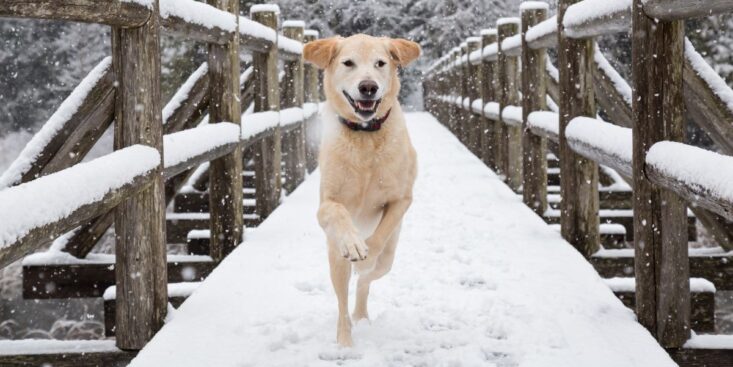 La meilleure technique pour protéger les pattes de votre chien de la neige ou du verglas