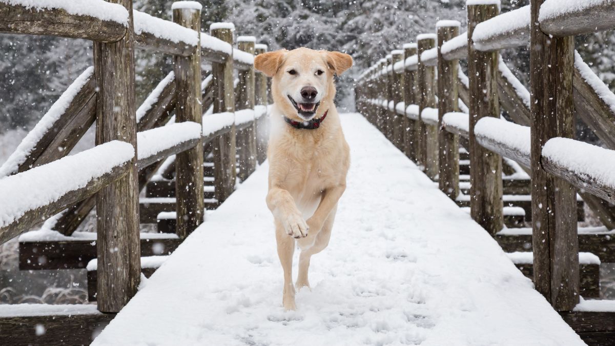 La meilleure technique pour protéger les pattes de votre chien de la neige ou du verglas