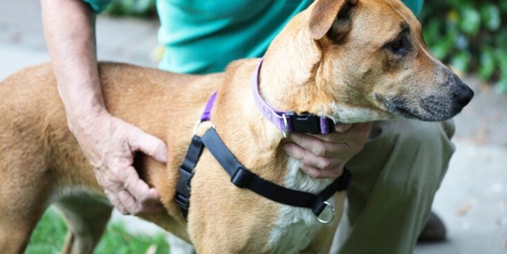 Les chiens ont horreur de ce geste que beaucoup de maîtres font