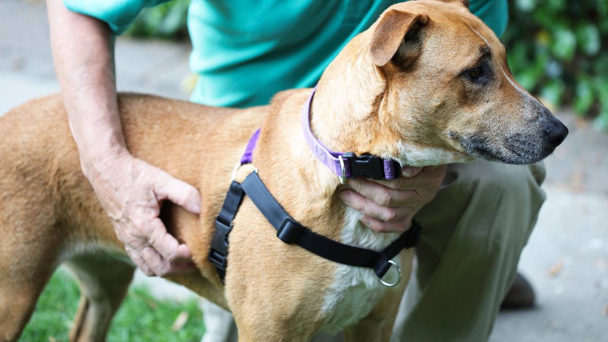 Les chiens ont horreur de ce geste que beaucoup de maîtres font