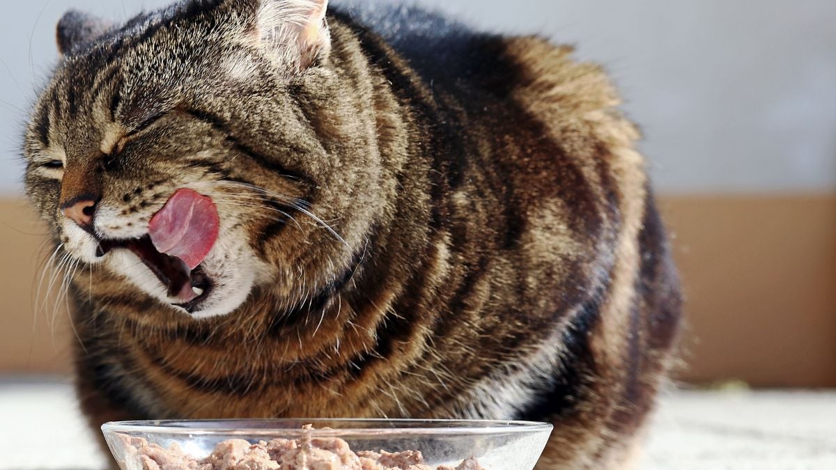 Les meilleures pâtées pour garder votre chat en bonne santé selon ce vétérinaire