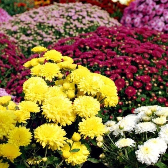 Ces 4 fleurs à planter maintenant pour les voir fleurir au printemps dans votre jardin et elles sont magnifiques