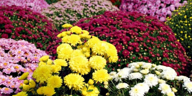 Ces 4 fleurs à planter maintenant pour les voir fleurir au printemps dans votre jardin et elles sont magnifiques