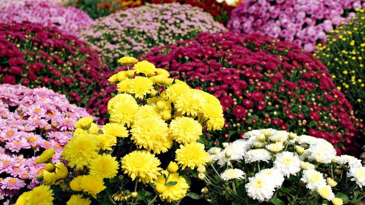 Ces 4 fleurs à planter maintenant pour les voir fleurir au printemps dans votre jardin et elles sont magnifiques