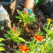 Une lourde amende si vous faites ça dans votre jardin après le 16 mars, c’est interdit