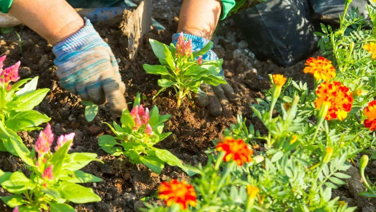 Une lourde amende si vous faites ça dans votre jardin après le 16 mars, c’est interdit